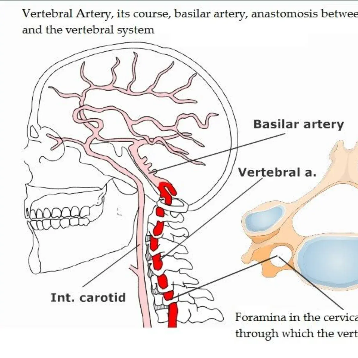 Nerve Pain (Neuropathic Pain) – Symptoms and Treatments